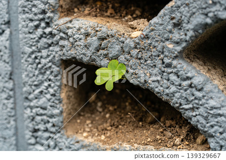 A three-leaf clover growing from a crack in the concrete. A three-leaf clover growing from a crack in the concrete. 139329667