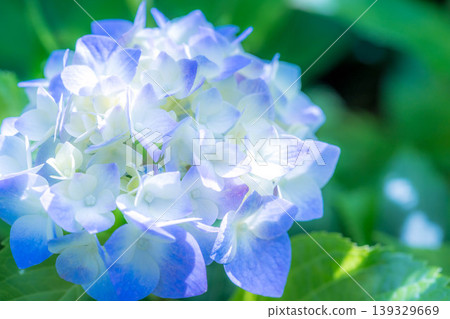 Hydrangea's season Hydrangea's season 139329669