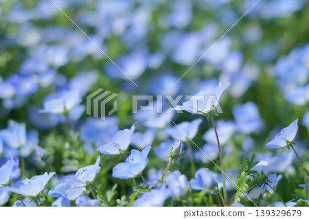 Blue Nemophila Blue Nemophila 139329679