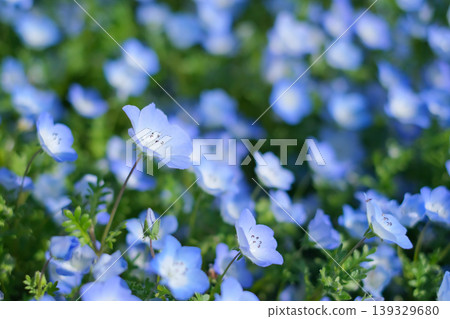滿屏的Nemophila 139329680