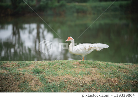 Elegant white duck standing gracefully by a serene lake, reflecting nature's tranquility and beauty in a picturesque outdoor setting Elegant white duck standing gracefully by a serene lake, reflecting nature's tranquility and beauty in a picturesque outdoor setting 139329804