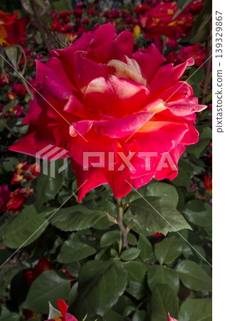 Red rose flowers are in bloom in the rose garden. The name of this rose is Nishiki-e. Red rose flowers are in bloom in the rose garden. The name of this rose is Nishiki-e. 139329867