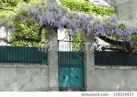 Doors adorned with wisteria blossoms in a French streetscape Doors adorned with wisteria blossoms in a French streetscape 139329917