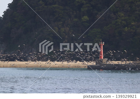 The sea, birds, and a lighthouse The sea, birds, and a lighthouse 139329921