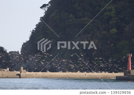 海、鳥和燈塔 139329936