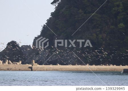 海、鳥和燈塔 海、鳥和燈塔 139329945