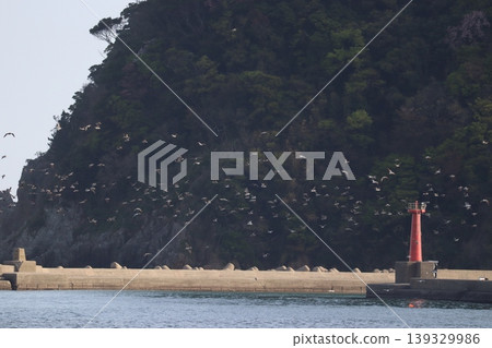 The sea, birds, and a lighthouse 139329986