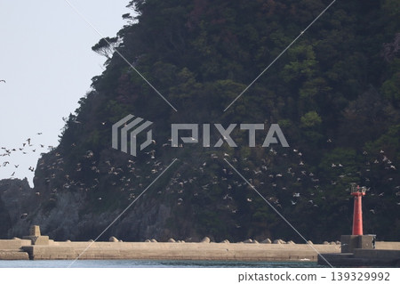 The sea, birds, and a lighthouse The sea, birds, and a lighthouse 139329992