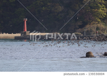 海、鳥和燈塔 海、鳥和燈塔 139330004