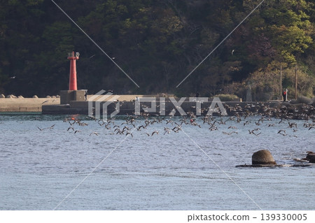 The sea, birds, and a lighthouse The sea, birds, and a lighthouse 139330005