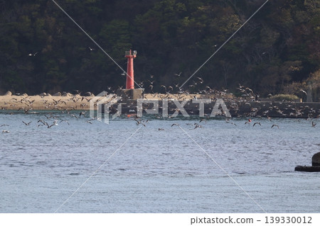 The sea, birds, and a lighthouse The sea, birds, and a lighthouse 139330012