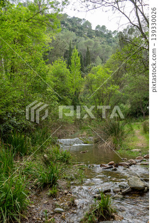 Lush green forest valley with flowing river stream Lush green forest valley with flowing river stream 139330026