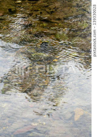 Water striders creating ripples on clear stream surface Water striders creating ripples on clear stream surface 139330028