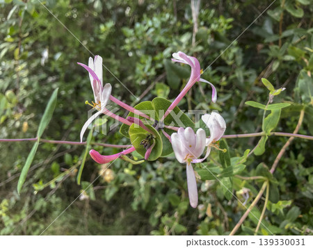 wild flowers native to the Mediterranean area wild flowers native to the Mediterranean area 139330031