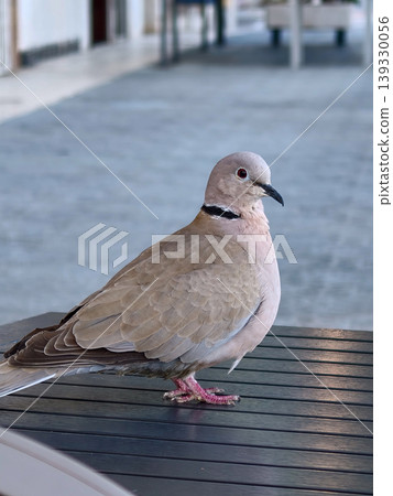 Collared dove standing on table observing surroundings Collared dove standing on table observing surroundings 139330056