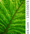 Green leaf showing natural veins and intricate pattern 139330078