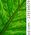 Green leaf showing intricate vein structure and vibrant patterns 139330079