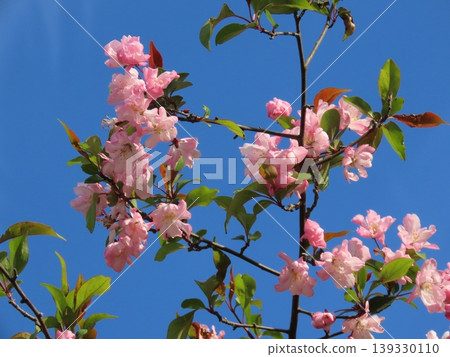 閃耀在藍天中的花街堂 閃耀在藍天中的花街堂 139330110