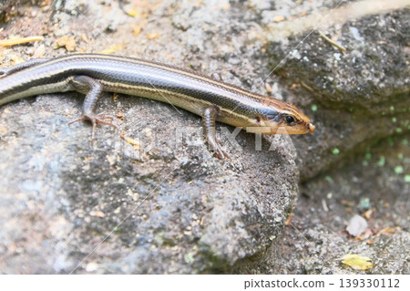 Japanese lizard Japanese lizard 139330112