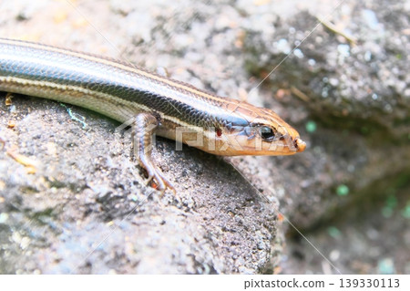 Japanese lizard Japanese lizard 139330113