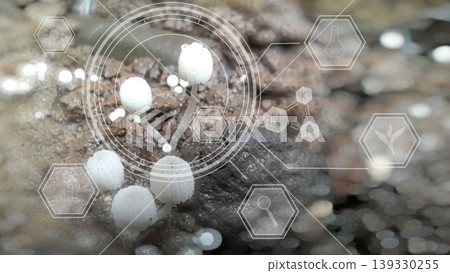 Close up view of white mushrooms growing on field overlaid with hexagonal digital graphics and icons on bokeh blur background showcasing nature for research on medicinal and food ingredients Close up view of white mushrooms growing on field overlaid with hexagonal digital graphics and icons on bokeh blur background showcasing nature for research on medicinal and food ingredients 139330255