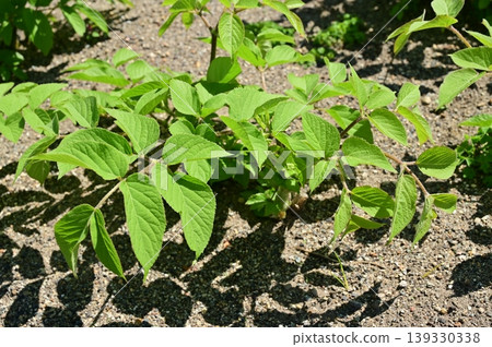 New leaves of Aralia cordata (Araliaceae family, Aralia genus) New leaves of Aralia cordata (Araliaceae family, Aralia genus) 139330338
