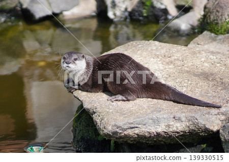 An adorable close-up of an otter looking at the camera from a rock by the water's edge. An adorable close-up of an otter looking at the camera from a rock by the water's edge. 139330515
