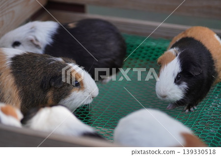 天竺鼠:幾隻可愛的小動物聚集在撫摸區。 天竺鼠:幾隻可愛的小動物聚集在撫摸區。 139330518