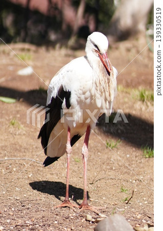 Storks: Large birds with beautiful black and white feathers that stand on the ground. 139330519