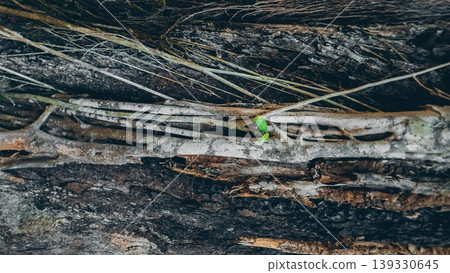 Tree bark texture with roots and natural patterns in forest, Organic wood background with rough surface and tropical jungle details Tree bark texture with roots and natural patterns in forest, Organic wood background with rough surface and tropical jungle details 139330645