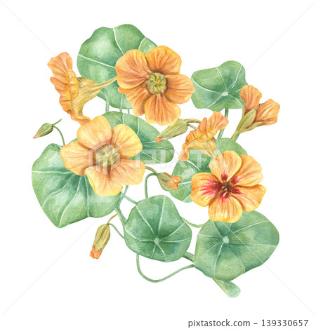 Nasturtium flower composition with orange blossom and green leaf. Hand drawn watercolor botanical illustration on isolated background. Floral design for greeting card and pattern. Nasturtium flower composition with orange blossom and green leaf. Hand drawn watercolor botanical illustration on isolated background. Floral design for greeting card and pattern. 139330657