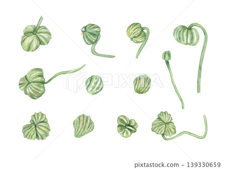 Set of watercolor sprouted Nasturtium seeds on isolated background. Small green seed plants clip art. Botanical illustration for gardening, nature, spring and ecology concept, cooking recipes Set of watercolor sprouted Nasturtium seeds on isolated background. Small green seed plants clip art. Botanical illustration for gardening, nature, spring and ecology concept, cooking recipes 139330659