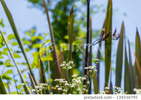 A close-up of fleabane flowers blooming against a blue sky, with sharp leaves. A close-up of fleabane flowers blooming against a blue sky, with sharp leaves. 139330795