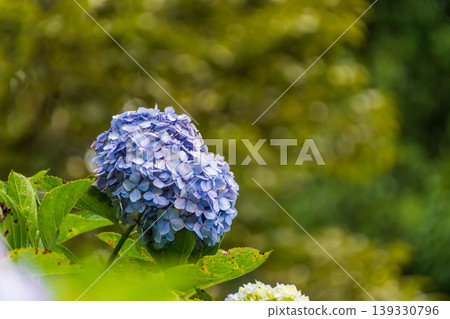 A beautiful ball of blue-purple hydrangea blossoms against a lush green background. A beautiful ball of blue-purple hydrangea blossoms against a lush green background. 139330796