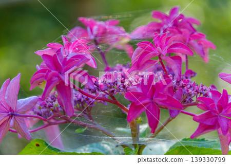 一朵夢幻的深粉色繡球花，上面佈滿了蜘蛛網。 139330799