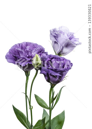 Light violet eustoma flowers on a white background Light violet eustoma flowers on a white background 139330821