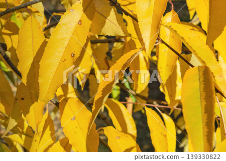 Light yellow autumn foliage in the sunlight Light yellow autumn foliage in the sunlight 139330822