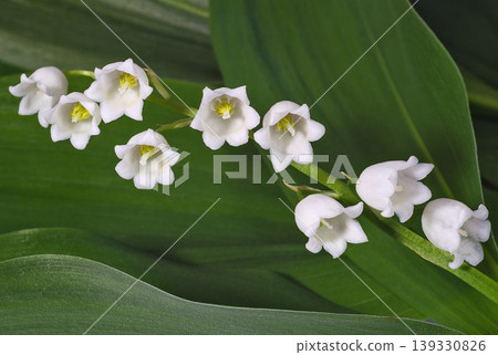 Lilies of the valley close up Lilies of the valley close up 139330826