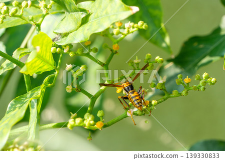 Yellowjacket wasps visit the flowers of the Japanese knotweed. Yellowjacket wasps visit the flowers of the Japanese knotweed. 139330833