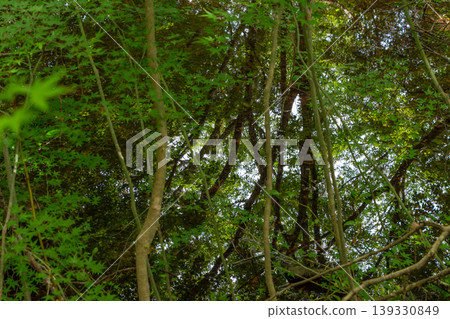 A beautiful forest scene with dappled sunlight filtering through the trees in early summer, revealing green maple leaves. A beautiful forest scene with dappled sunlight filtering through the trees in early summer, revealing green maple leaves. 139330849