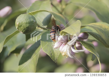 A bee perched on a lemon tree A bee perched on a lemon tree 139330853