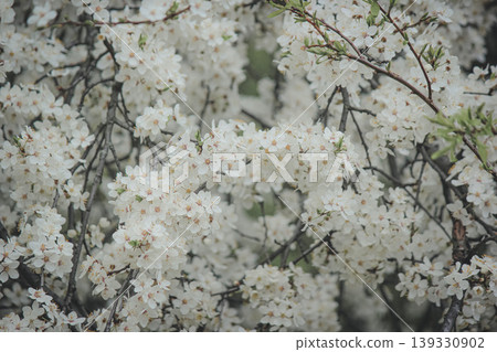 Beautiful white spring blossom of Prunus cerasifera tree against soft sky light for serene background Beautiful white spring blossom of Prunus cerasifera tree against soft sky light for serene background 139330902