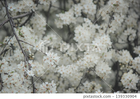 Beautiful white spring blossom of Prunus cerasifera tree against soft sky light for serene background Beautiful white spring blossom of Prunus cerasifera tree against soft sky light for serene background 139330904