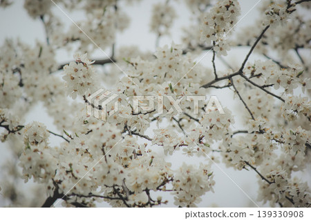 Beautiful white spring blossom of Prunus cerasifera tree against soft sky light for serene background Beautiful white spring blossom of Prunus cerasifera tree against soft sky light for serene background 139330908