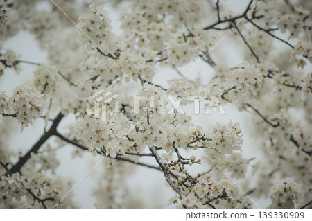 Beautiful white spring blossom of Prunus cerasifera tree against soft sky light for serene background Beautiful white spring blossom of Prunus cerasifera tree against soft sky light for serene background 139330909