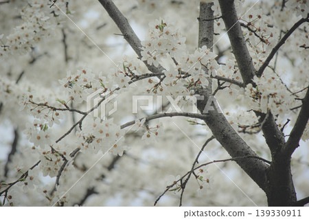 Beautiful white spring blossom of Prunus cerasifera tree against soft sky light for serene background Beautiful white spring blossom of Prunus cerasifera tree against soft sky light for serene background 139330911