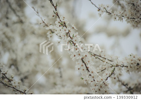 Beautiful white spring blossom of Prunus cerasifera tree against soft sky light for serene background Beautiful white spring blossom of Prunus cerasifera tree against soft sky light for serene background 139330912
