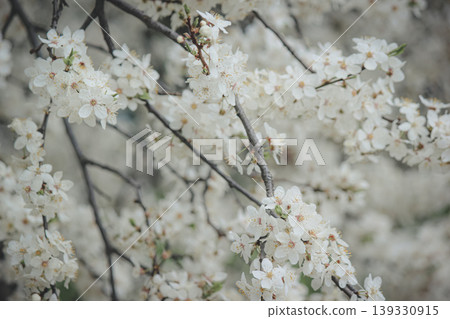 Beautiful white spring blossom of Prunus cerasifera tree against soft sky light for serene background Beautiful white spring blossom of Prunus cerasifera tree against soft sky light for serene background 139330915