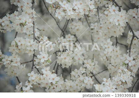 Beautiful white spring blossom of Prunus cerasifera tree against soft sky light for serene background Beautiful white spring blossom of Prunus cerasifera tree against soft sky light for serene background 139330918