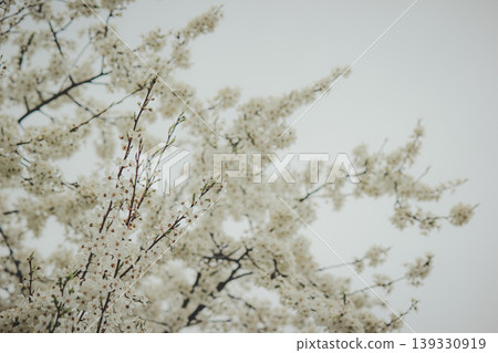 Beautiful white spring blossom of Prunus cerasifera tree against soft sky light for serene background 139330919